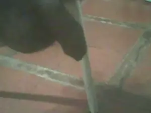 Cam4 Sex Cam of jlcanu1