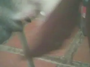 Cam4 Free Porn Cam of jlcanu1