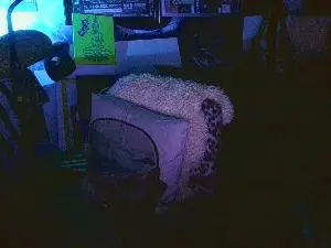 Cam4 Live Porn of blindsurfer