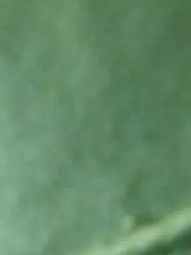 Cam4 Watch Live Sex Cams of pcrr44