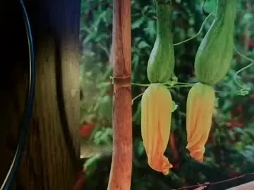 Chaturbate Live Porn of helvella