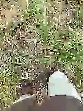 Stripchat Adult Webcams of Desi_boy_fuck